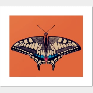 MACHAON BUTTERFLY Posters and Art